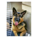 German Shepherd - ACEO 3 business cards