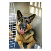 German Shepherd - ACEO 3 Business Card Template
