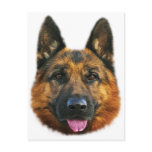 German Shepherd Alsatian K-9 Dog postcards