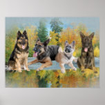German Shepherd An Autumn Day posters