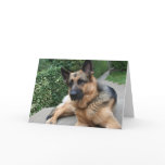 German Shepherd Card