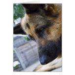 German Shepherd Card
