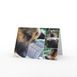 german shepherd card