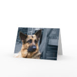 German Shepherd Card