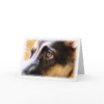 German Shepherd Card