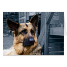 German Shepherd Card