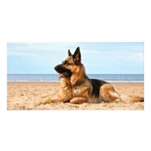 German Shepherd Day at the beach Customized Photo Card