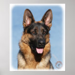 German Shepherd Dog 9Y554D-150 posters