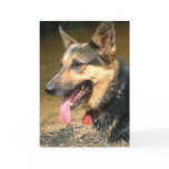 German Shepherd Dog greetings card