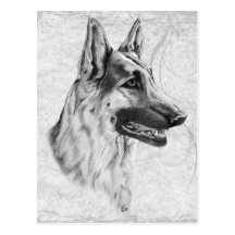 German Shepherd Dog Post Card