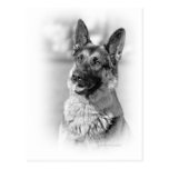 German Shepherd Dog Postcards