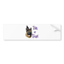 German Shepherd Dog (sable) Trick