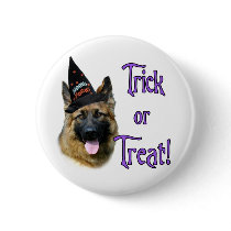 German Shepherd Dog (sable) Trick