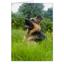 German Shepherd Greeting Card