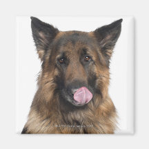 German Shepherd Magnet