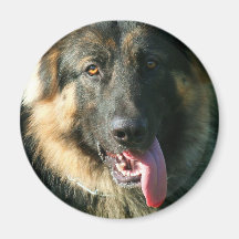 German Shepherd magnet