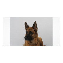 German Shepherd note cards Photo Greeting Card