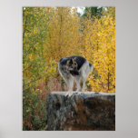 German Shepherd on a Rock Poster