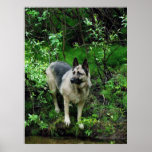 German Shepherd on the Shore Posters