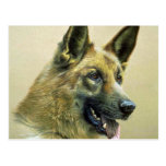 German Shepherd Post Card