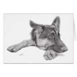 German Shepherd Postcard