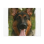 German Shepherd Postcard