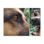 German Shepherd Postcard