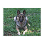 German Shepherd Postcard