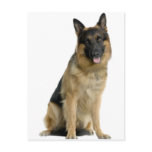 German Shepherd Post Card