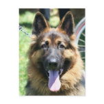 German Shepherd postcards