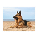 German Shepherd Postcard