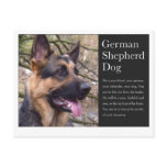 German Shepherd Postcard