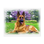 German Shepherd postcards