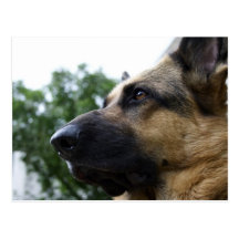 German Shepherd Postcard