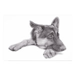 German Shepherd Poster posters