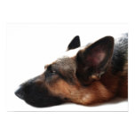 German Shepherd Poster posters
