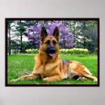 German-Shepherd posters