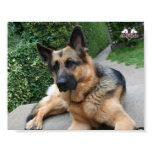 German Shepherd Poster posters