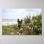 German Shepherd Poster Beachgrass posters