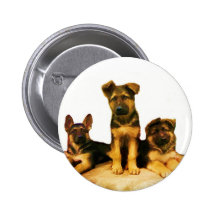 German Shepherd puppies button