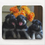 German Shepherd Puppies