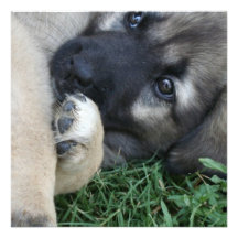 German Shepherd Puppy Invitation