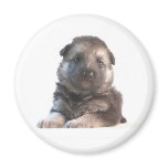 German Shepherd Puppy magnets