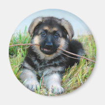 German Shepherd Puppy Magnet