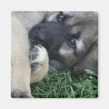 German Shepherd Puppy Magnet