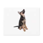 German shepherd puppy postcards
