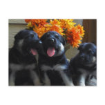 German Shepherd Puppy Postcard