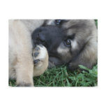 German Shepherd Puppy Postcard
