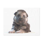 German Shepherd Puppy postcards
