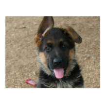German Shepherd Puppy Postcard